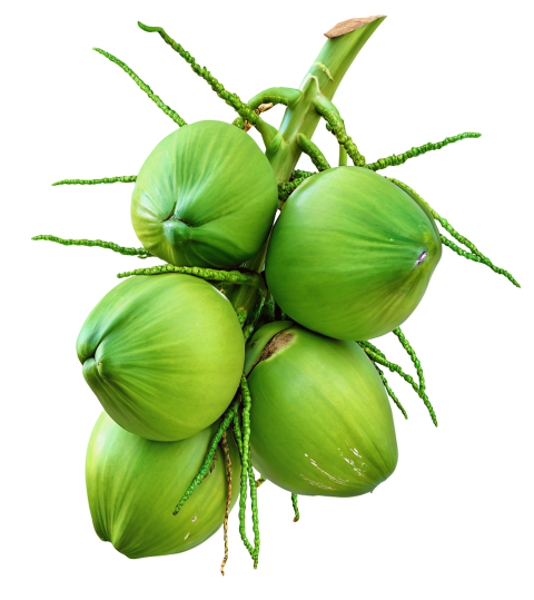 Green coconuts on transparent background png