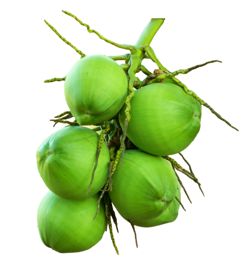 Green coconuts on transparent background png