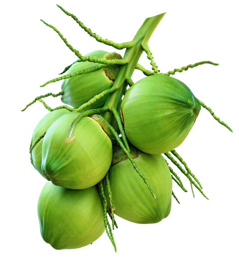 Green coconuts on transparent background png
