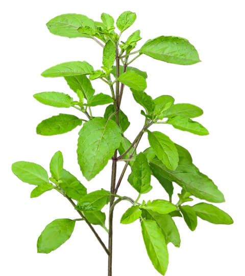 Fresh Green Holy Basil Tulsi Leaves on a Transparent Background