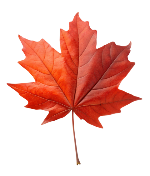 Brown Maple Leaf on Transparent Background Png