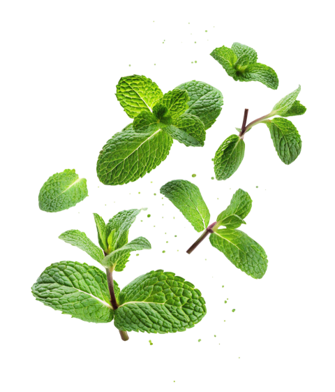 Fresh Green Mint Leaves Floting on Transparent Background