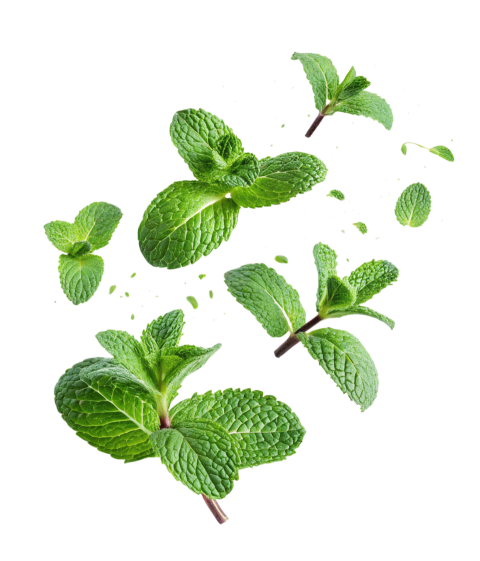 Fresh Green Mint Leaves Floting Png