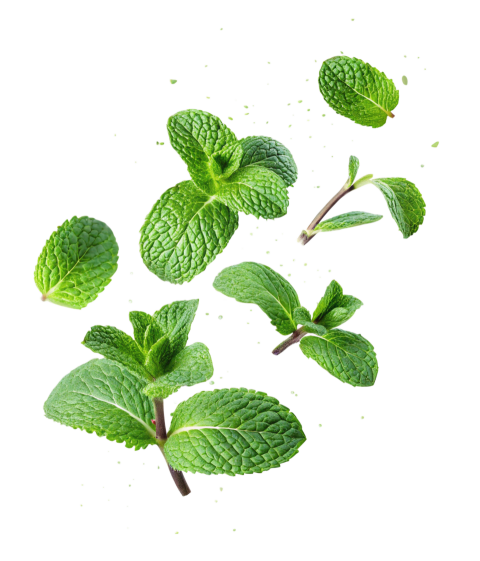 Fresh Green Mint Leaves Floting on Transparent Background
