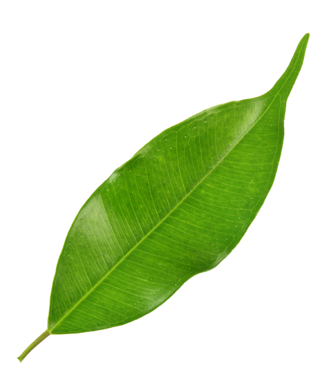 Green Leaf on Transparent Background Png