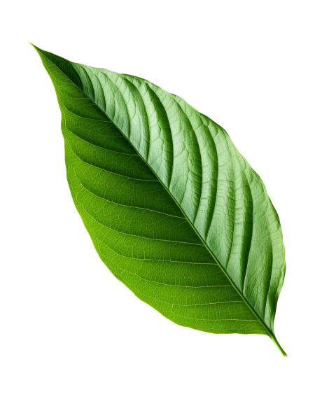Green Leaf on Transparent Background Png