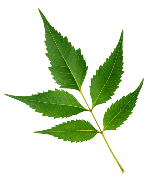 Fresh Neem Tree Leaf on Transparent Background