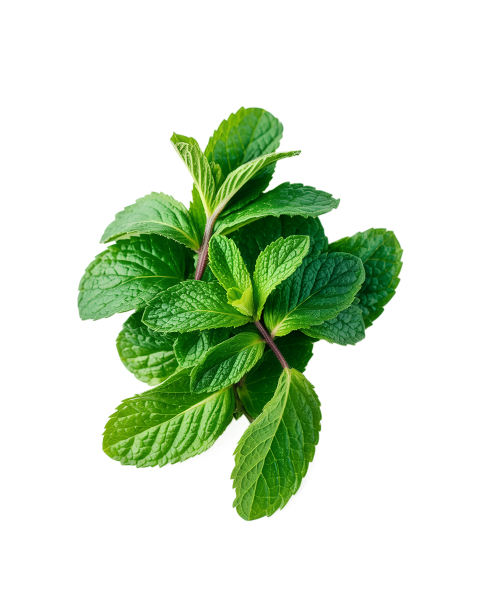 Fresh Green Mint Leaves Png