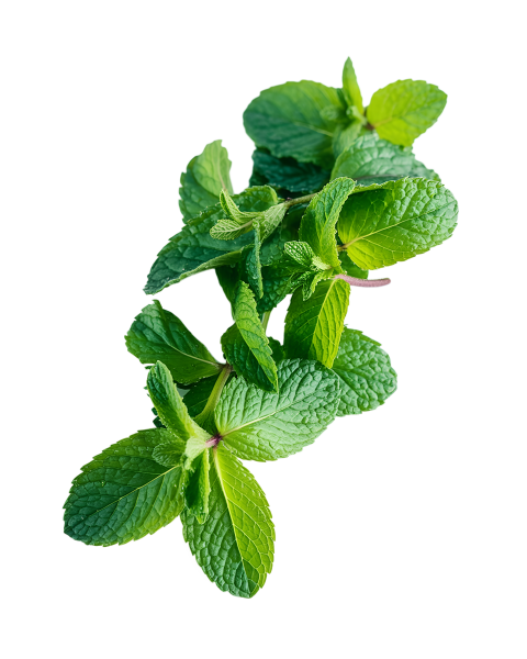 Fresh Green Mint Leaves on Transparent Background