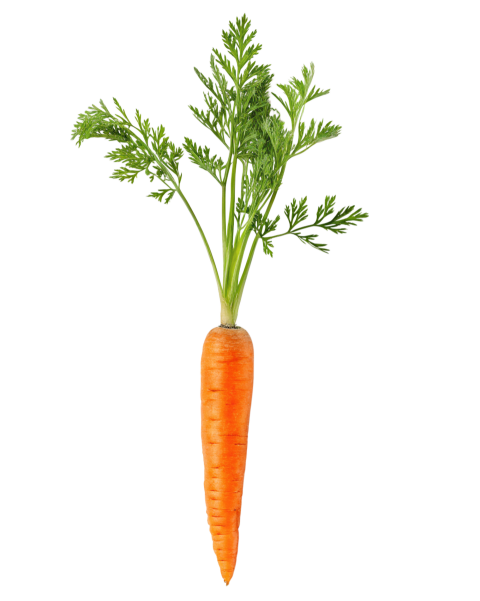 Carrot vegetable png image
