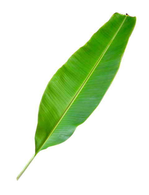 Green Banana Leaf on Transparent Background