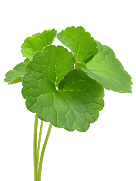 Fresh Gotu Kola Leaves on Transparent Background