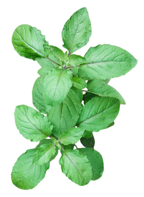 Fresh Green Holy Basil Tulsi Leaves on a Transparent Background