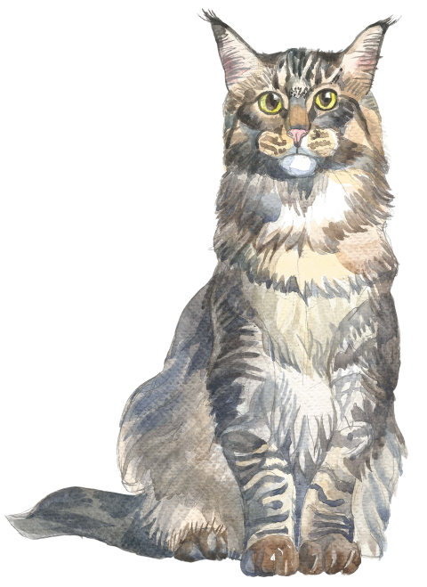 Watercolor Maine Coon Cat PNG