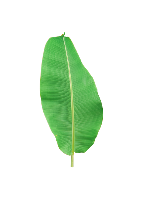 Fresh Banana Leaf on Transparent Background