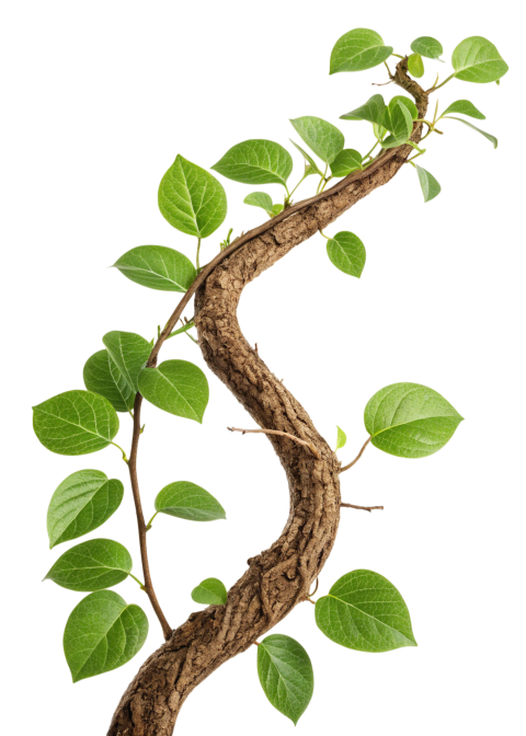Transparent Green Leaves Growing Foliage Png