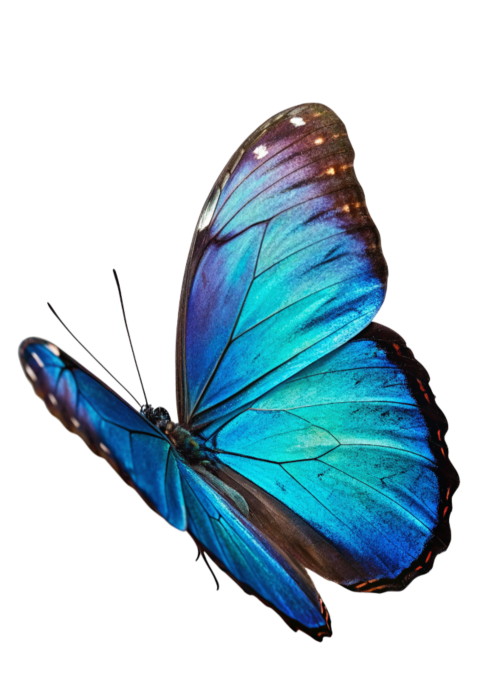 Blue Color Patterns Butterfly PNG
