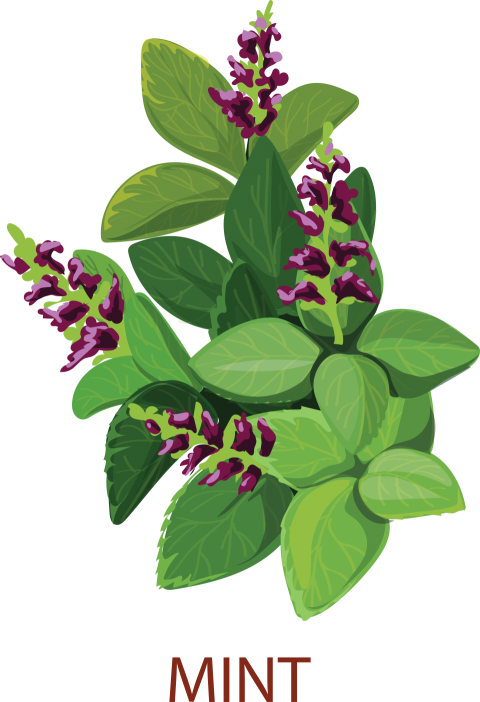 Mint Pudina Tree
