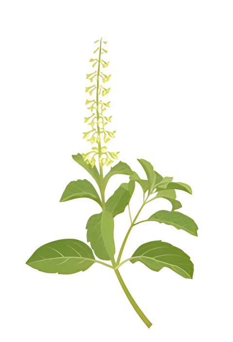 Fresh Green Holy Basil Tulsi Leaves on a Transparent Background