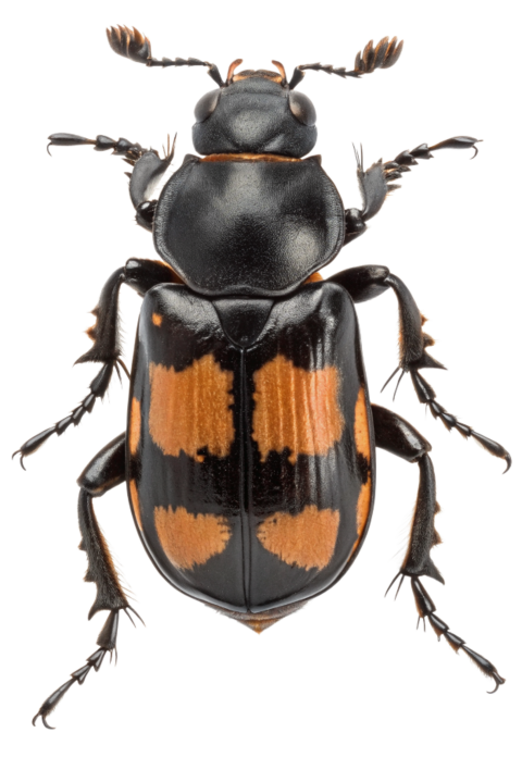 Nicrophorus beetle image png