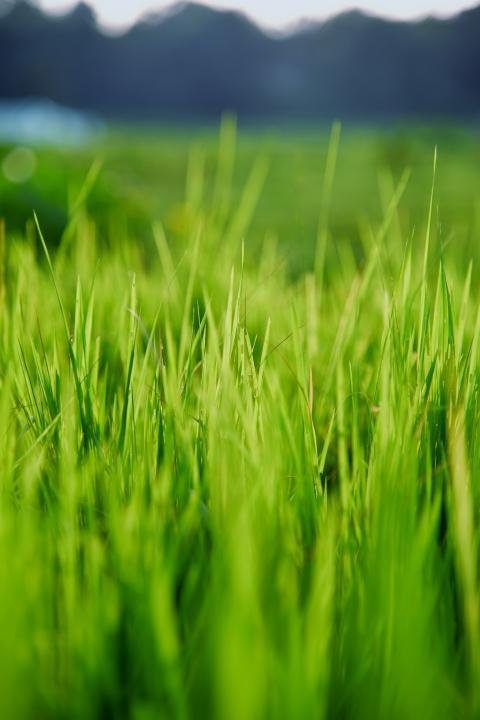 Rice Field Image