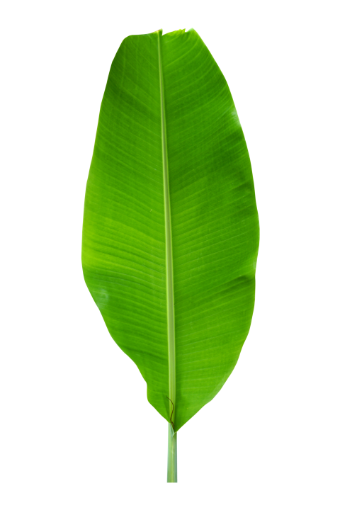 Fresh Green Banana Leaf Png