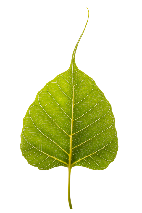 Green Bodhi Leaf with Transparent Background Png