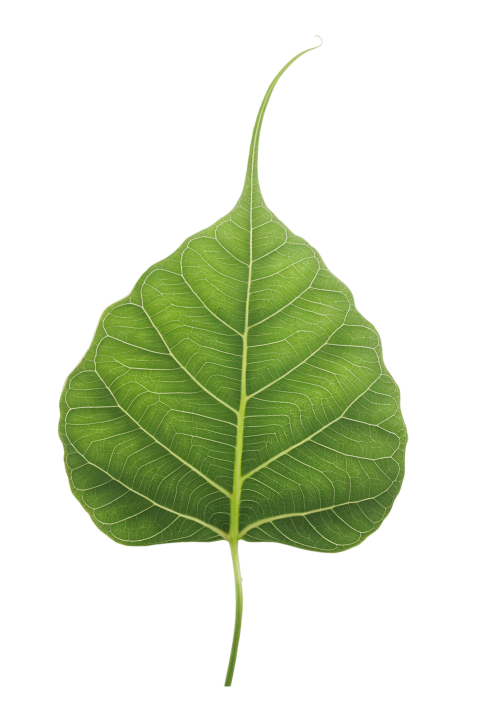Green Peepal Leaf Png Image