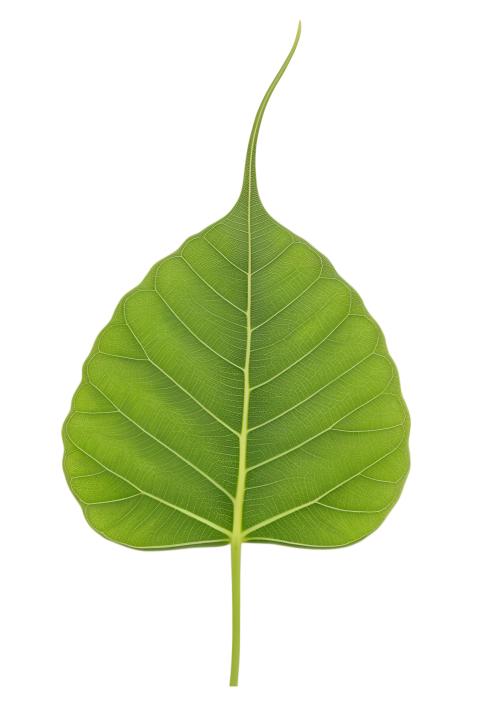 Green Bodhi Leaf with Transparent Background Png