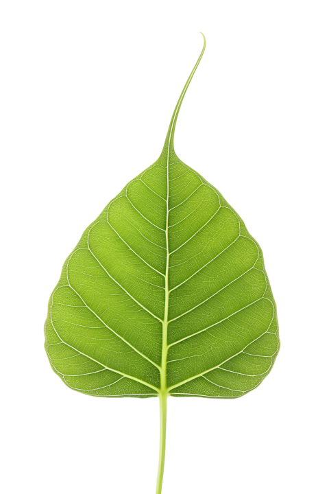 Green Bodhi Leaf with Transparent Background Png