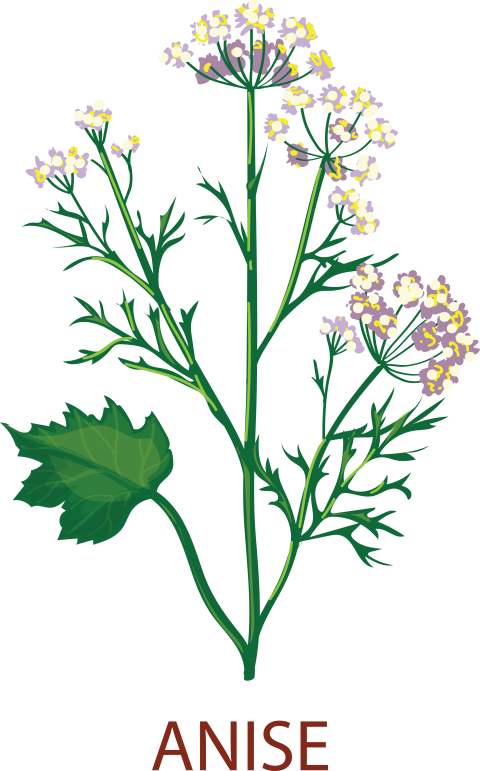Anise Flower Tree