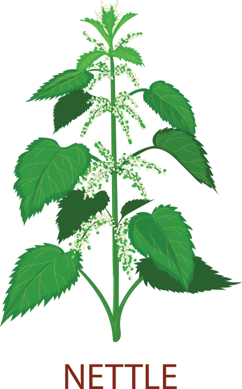 Nettle Tree Png