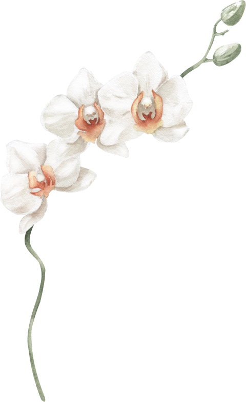Watercolor Illustration Floral Element Orchid Png