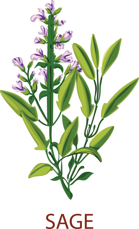Sage Tree Png