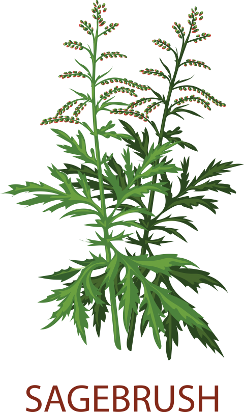 Sagebrush Tree Png
