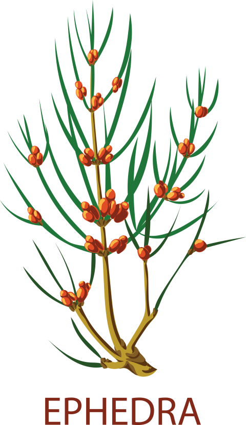 Ephedra Tree Png