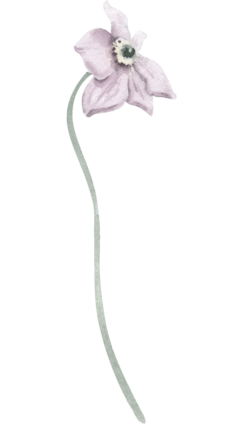 Watercolor Illustration Floral Element Cosmos