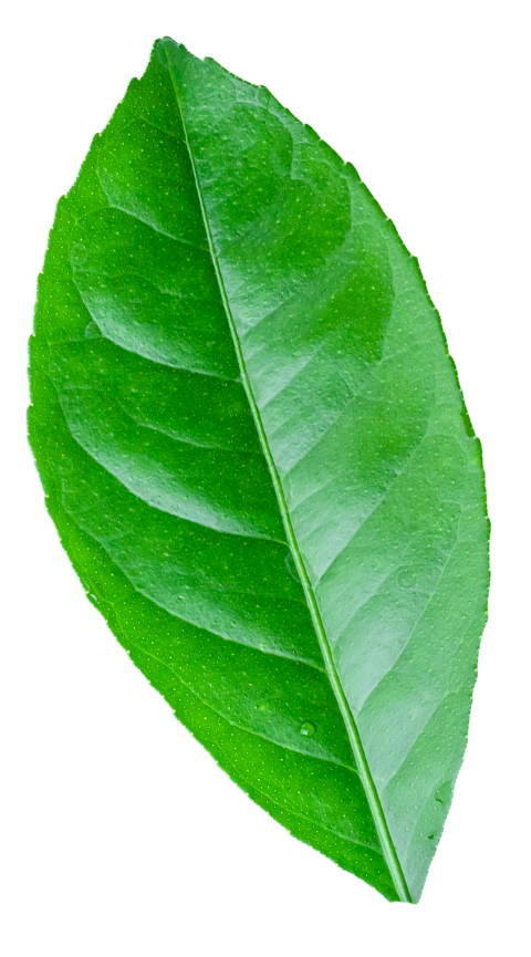 Green Lemon Leaf on Transparent Background Png