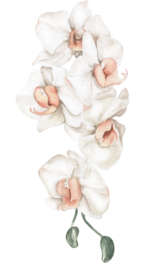 Watercolor Illustration Floral Element Orchid Png