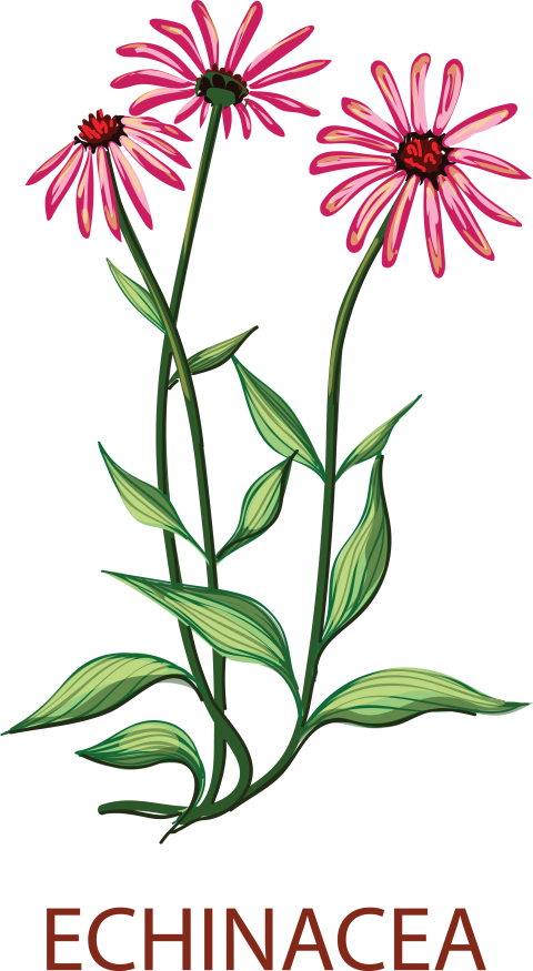Echinacea Tree Png