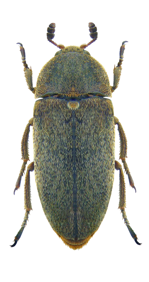 Flesh-eating beetle image png