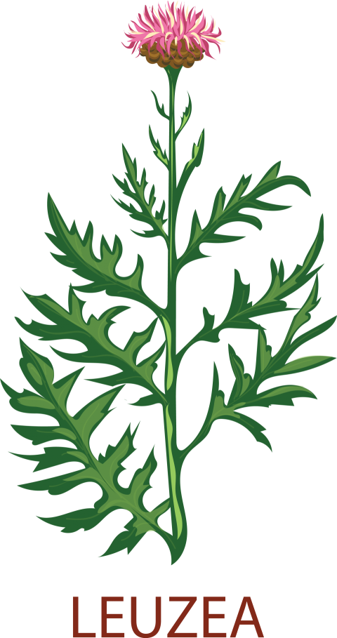 Leuzea Tree Png