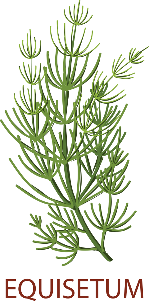 Equisetum Tree