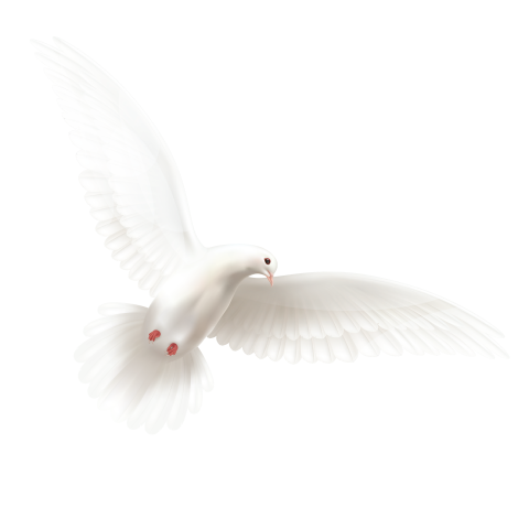 Flying White Pigeon Png