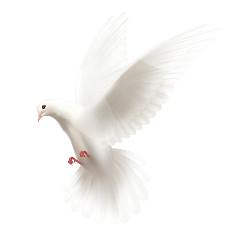 Flying White Pigeons