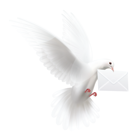 Flying white pigeon with envelope