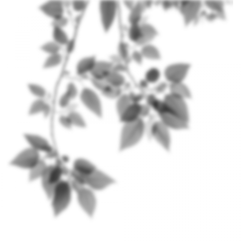 Shadow Png Free Download