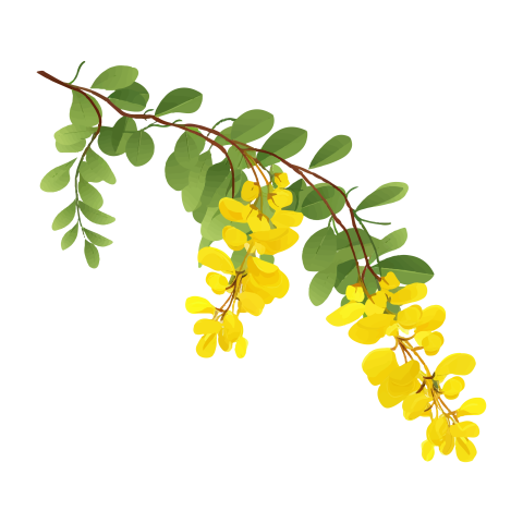 Cassia Fistula Branch Png