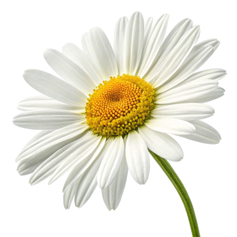Daisy flower  png