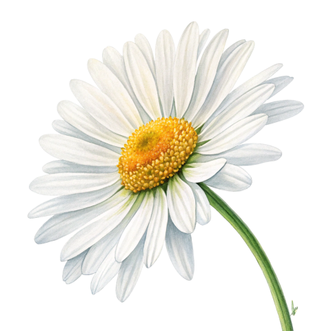 Daisy flower  png image